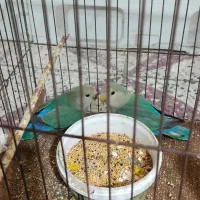 طوطی کتوله|پرنده|دزفول, |دیوار