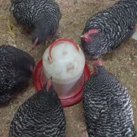 مرغ آمروک و برهما