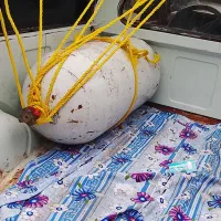 کپسول سی آن جی|قطعات یدکی و لوازم جانبی|رشت, دباغیان|دیوار