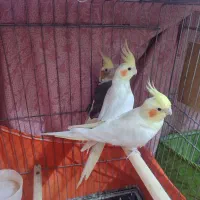 عروس هلندی نر و ماده