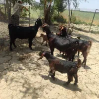 چهار راس بز