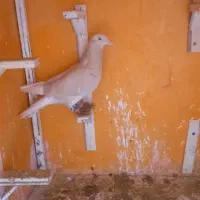 یک جفت نروماده