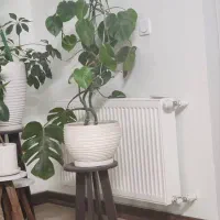 گل و گلدان اپارتمانی