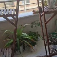 استندگل سالم