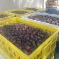 نیازمند خرما جمع کن