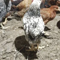 نیمچه مرغ و خروس|حیوانات مزرعه|اطاقور, |دیوار