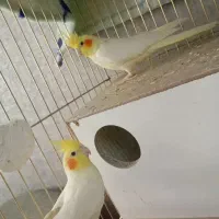 یک جفت عروس هلندی