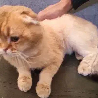 اسکاتیش گلد