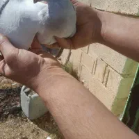 ماده شامی‌ دلبر|پرنده|شیراز, دشت چنار|دیوار