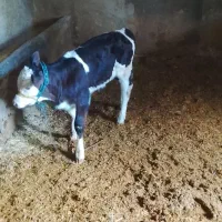 فروش گوساله شیری|حیوانات مزرعه|سیلاخور, |دیوار