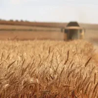 خرید گندم و جو بە قیمت مناسب