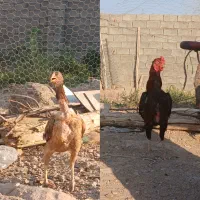 مرغ خروس لاری