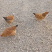 ۵۰مرغ خروس جوان|پرنده|تربت جام, میان جام|دیوار