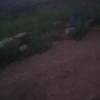 بذر اصلاح شده برنج علی کاظمی