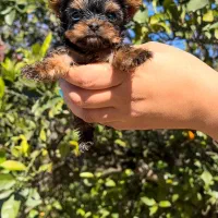 فروش توله یورکشایر تیکاپ سایز صفر