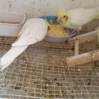 یک جفت عروس هلندی همراه 4عدد جوجه امیریه