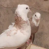 ۶ عدد کبوتر. پول لازمم. بهترین کبوترن.