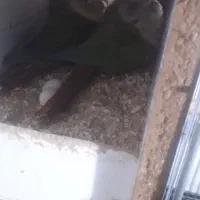 گرنچیک مولد