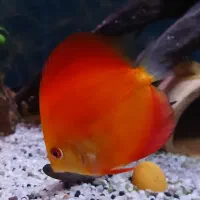 دیسکس فوجی رد