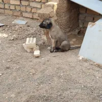 دو عدد کوچک ماده نسل‌دار