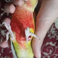 گرینچیک رد عروس هلندی مولد دوکت جوجه کفتر