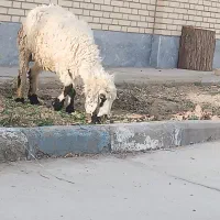 گوسفند ماده