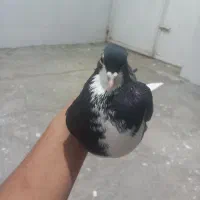 ۱۴۰۰|پرنده|طاغنکوه, |دیوار