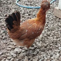 تخم نطفه دار گلین|حیوانات مزرعه|بابکان, |دیوار