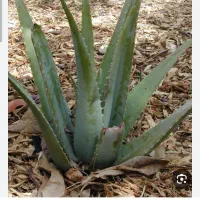 فروش تعدادی پاجوش آلوئه ورا