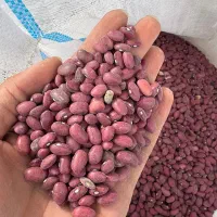 لوبیا قرمز بوجاری شده