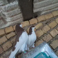 جفت رنگی|پرنده|شیراز, شاپورجان|دیوار