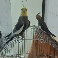 عروس هلندی یک جفت و دو تا جوجه هفت ماهه|پرنده|تهران, درکه|دیوار