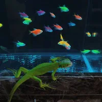 آکواریوم آب شور