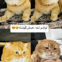 گربه گلد بریتیش ، نر مولد برای کشش|گربه|تهران, صادقیه|دیوار