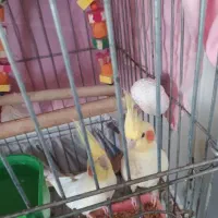 دو جفت عروس هلندی و چهار جوجه