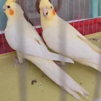 عروس هلندی نر و ماده سرحال همراه با قفس