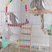فروش دو عدد عروس هلندی همراه سه جوجه دو هفته ی|پرنده|مهاباد (آذربایجان غربی), |دیوار