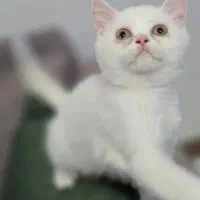 فروش گربه اشرافی پرشین / بریتیش