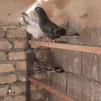 اصل سرور نر عالی|پرنده|پاکدشت, پاکدشت (مامازند)|دیوار