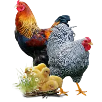 خروس پیدا شده