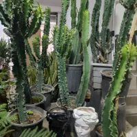 کاکتوس اینگنس تنه قوی قدبلند قیمت واقعا استثنایی|گل و گیاه طبیعی|مشهد, شفا|دیوار