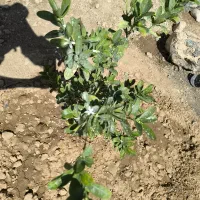 نهالهای چهارفصل صددرصد پرگل و پر میوه و درجه یک|گل و گیاه طبیعی|شیراز, احمدی جنوبی|دیوار