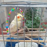 عروس هلندی گم شده|حیوانات|گنبد کاووس, |دیوار