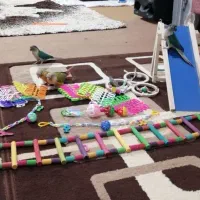 طوطی گرینچیک|پرنده|کازرون, |دیوار