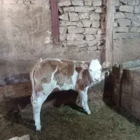 ...|حیوانات مزرعه|تخت سلیمان, |دیوار