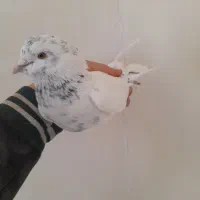 گفتر شازده|پرنده|قم, شهرک مهدیه (مدرس)|دیوار