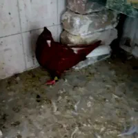 کبوتر|پرنده|سیلاخور, |دیوار