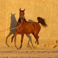 کره مادیون درشور چاپاری