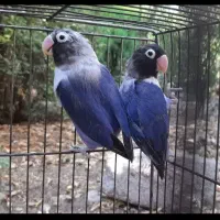 طوطی برزیلی مولدهمراه ۵تاتخم