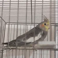 عروس هلندی سینامون مولد